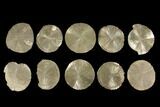 Lot: - Pyrite Suns From Illinois - Pieces #92540-1